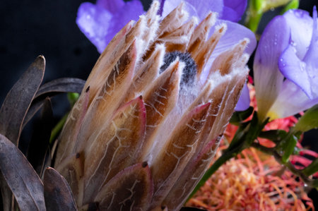 protea very nice colorful exotic flowerの写真素材