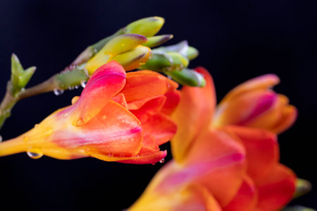 colorful freesia flower with close upの写真素材
