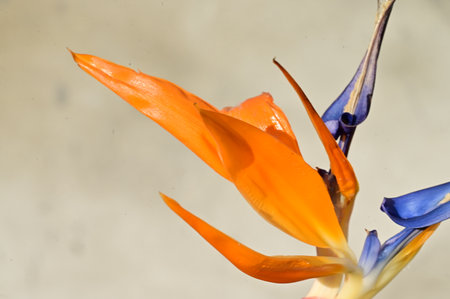 very nice colorful exotic flowerの写真素材