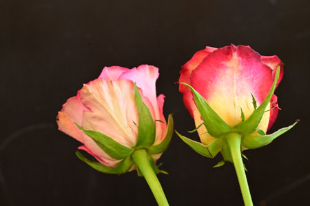 Two red and pink roses on a black background, close-upの写真素材