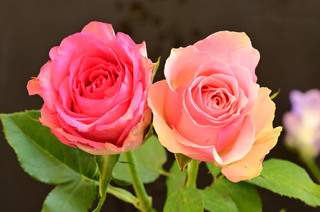 pink and orange roses on a black background, closeup of photoの写真素材