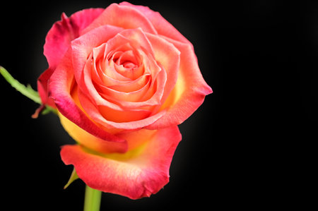 Beautiful pink rose isolated on black background. Close-up.の写真素材