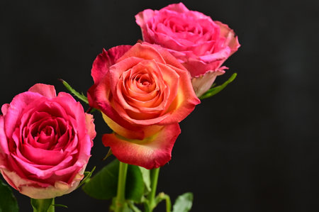 Beautiful pink and orange roses on black background, close-upの写真素材