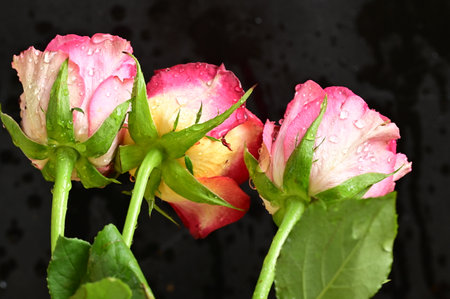 pink and yellow roses on a black background with water dropletsの写真素材