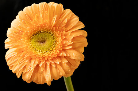 Orange gerbera flower isolated on black background. Close up.の写真素材