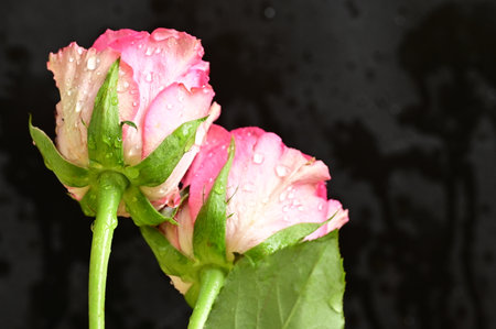 Beautiful pink rose with drops of water on a black background.の写真素材