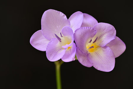 Purple crocus flowers on a black background close-up.の写真素材