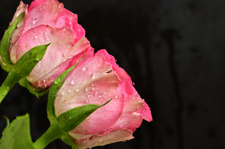 Beautiful pink roses on a black background with drops of dewの写真素材
