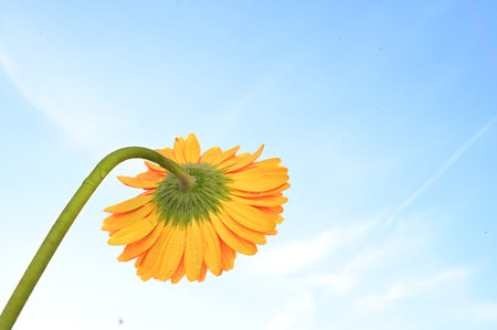 gerbera flower on blue sky background, closeup of photoの写真素材