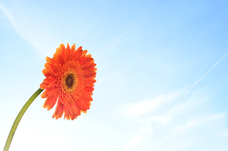 Orange gerbera flower on blue sky background with copy space.の写真素材