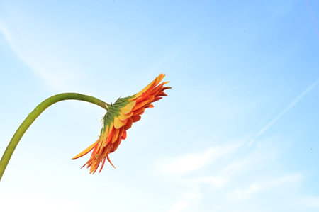 Orange gerbera flower isolated on blue sky background with copy spaceの写真素材