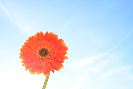 Orange gerbera flower on blue sky background, closeup of photoの写真素材