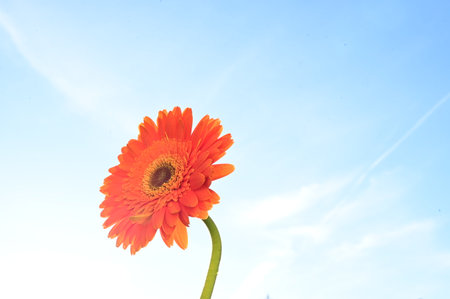 Orange gerbera flower on blue sky background, closeup of photoの写真素材