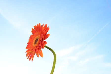 Orange gerbera flower on blue sky background with copy space.の写真素材