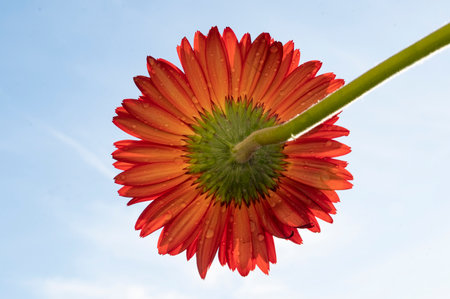 Red gerbera flower with water drops on blue sky background.の写真素材
