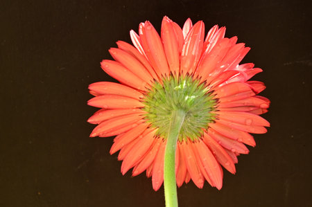 red gerbera flower on black background, closeup of photoの写真素材