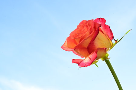 beautiful red rose on blue sky background, valentine dayの写真素材