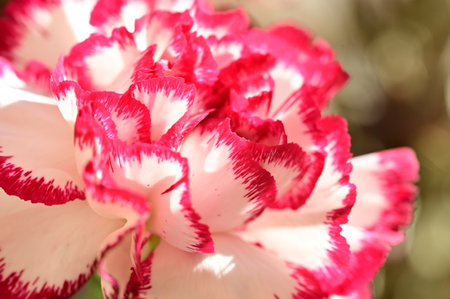 carnation very nice colorful flower with close upの写真素材