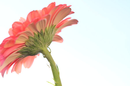 Pink gerbera flower on blue sky background, close-upの写真素材