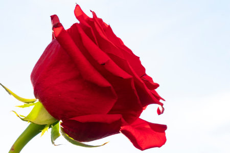 rose very nice colorful flower with close upの写真素材