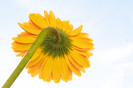 yellow gerbera flower with water drops isolated on a white backgroundの写真素材