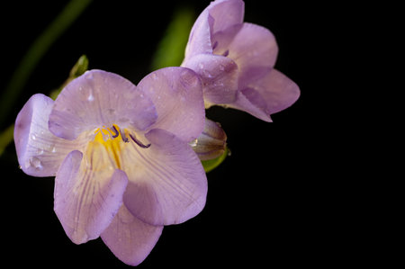water drops on colorful freesia flowerの写真素材