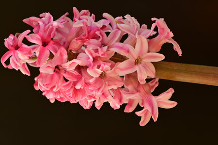 hyacinth very nice colorful flower with close upの写真素材