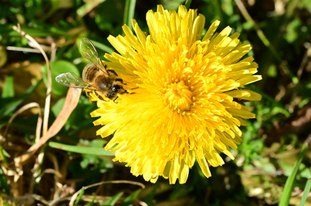 dandelion and beetle in my garden