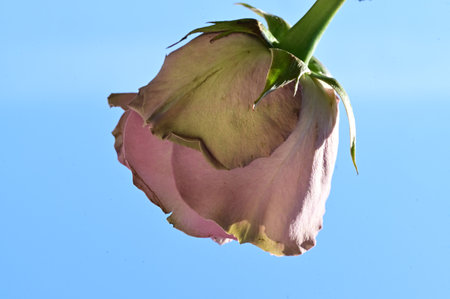 rose very nice colorful rose with close upの写真素材