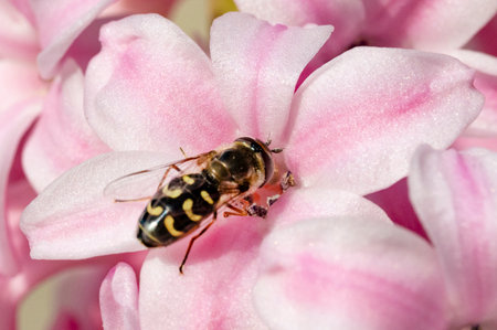 beetle on colored flower with close upの写真素材