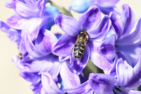 hyacinth and beetle with close upの写真素材