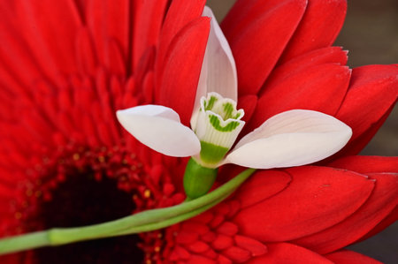 snowball very nice little winter flowerの写真素材