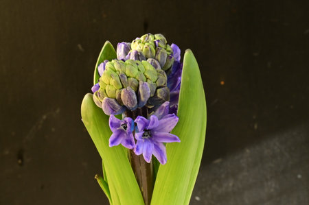 bud hyacinth colored flower with close upの写真素材