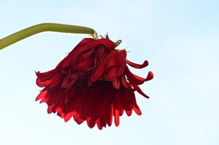 gerbera very pretty colorful flower with close upの写真素材