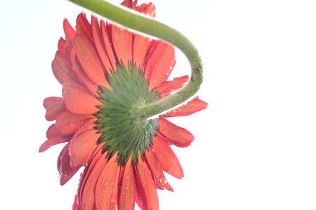 gerbera colorful flower from behindの写真素材