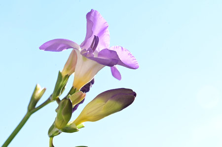 freesia very nice colorful flower with close upの写真素材