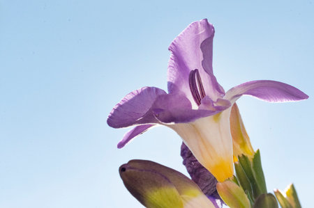 iris colorful flower in the sunshineの写真素材