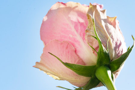 rose very nice colorful flower in the sunshineの写真素材