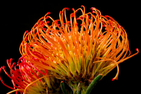 protea very nice colorful exotic flowerの写真素材