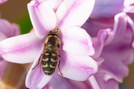 beetle on colorful flower with close up