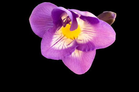 freesia very nice colorful flower with close upの写真素材