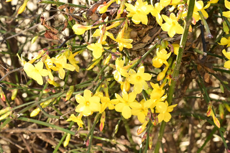 flowering colored bush in my gardenの写真素材