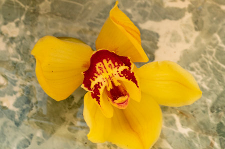 orchid very nice colorful flower with close up