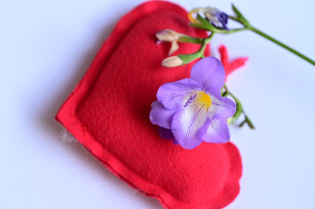 freesia flower for valentines day with close up