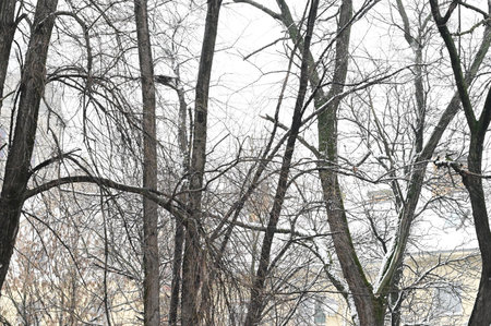 tree in the nature in snowy winter