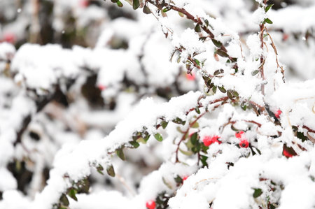 snowy landscape in my villageの写真素材