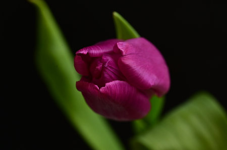 tulip very nice colorful flower with close upの写真素材