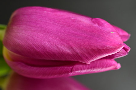 tulip colorful flower with close upの写真素材