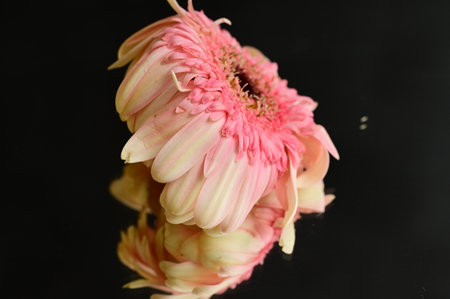 gerbera withered flower with close upの写真素材