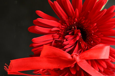 gerbera colorful flower for valentines dayの写真素材